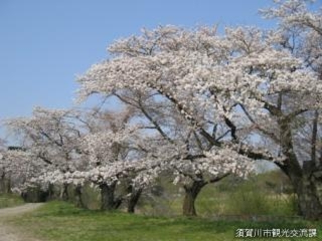 浜田公園の桜の写真1