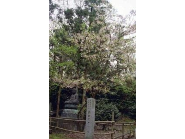 乙宝寺のきのとざくらの写真1