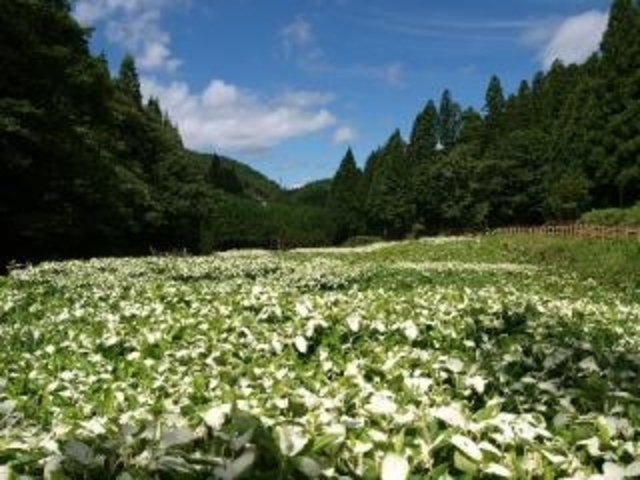 岡田の谷の半夏生園