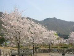 銭淵公園【桜の名所】の写真1