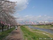 釈迦堂川ふれあいロードの桜並木の写真1