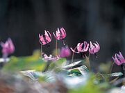 カタクリ山公園の写真3