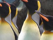 箱根園水族館の写真3
