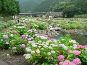 下長瀬アジサイ公園の写真1