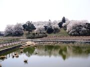 七輿山古墳の桜の写真1