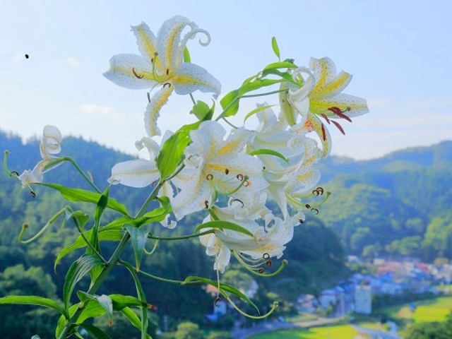 舘山公園の写真1