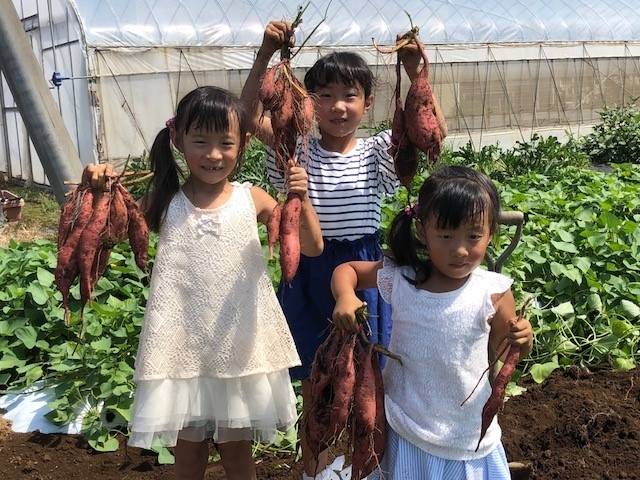 芋掘り観光 山田園