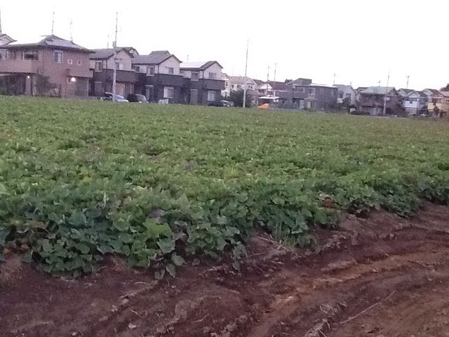 芋掘り観光 山田園