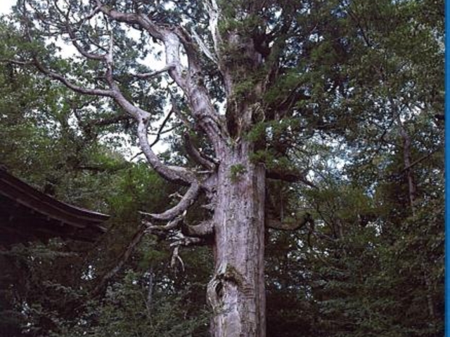 船上山の千年杉_船上山の千年杉