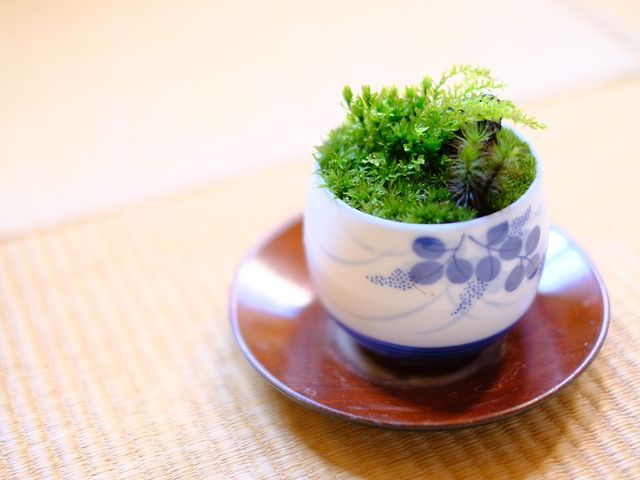 苔沼にハマる苔盆栽体験!_レスパール藤ヶ鳴