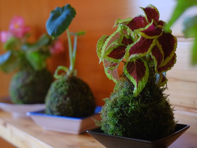 苔の色も大切に、、オリジナルの作り方で作る苔玉作り体験!_レスパール藤ヶ鳴