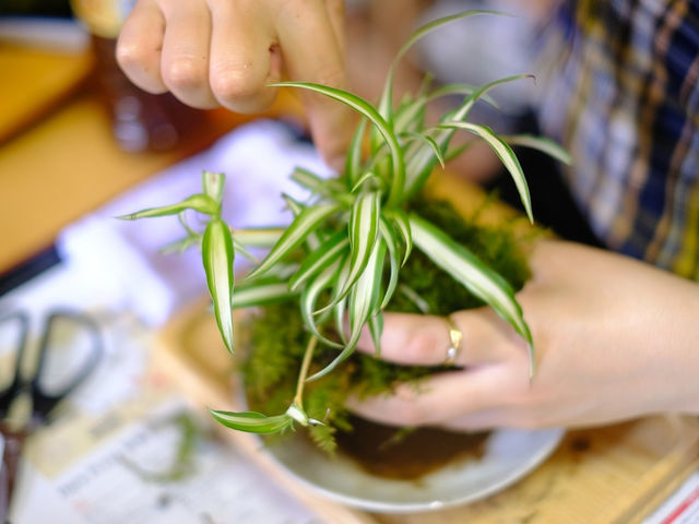 苔の色を大切たい為、一般的な作り方とは違う作製方法で製作していきます。_レスパール藤ヶ鳴