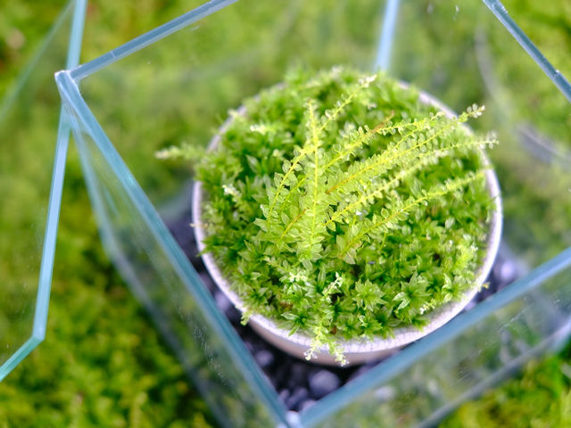 希少種コツボゴケを使用した苔盆栽。
キラキラ輝くのが素敵な苔です。_レスパール藤ヶ鳴