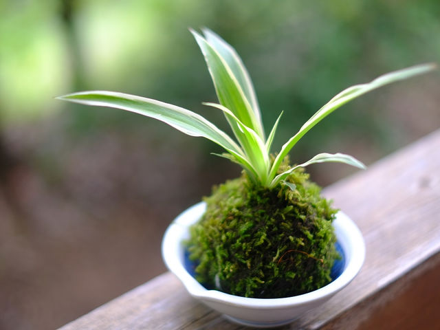 苔玉の苔はシノブゴケもしくはハイゴケという這う苔で製作していきます!_レスパール藤ヶ鳴