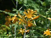 舘山公園の写真2