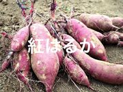 芋掘り観光 山田園の写真2