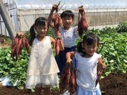 芋掘り観光 山田園の写真3