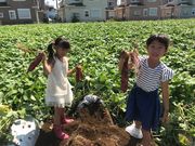 芋掘り観光 山田園の写真4