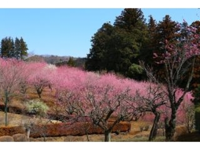 安楽寺のモモの写真1