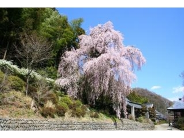 梅岩寺の桜