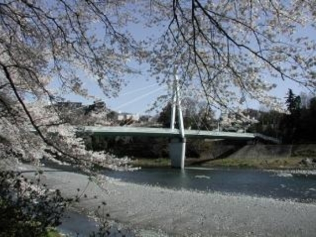 釜の淵公園の桜の写真1