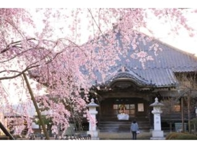 金剛寺の桜の写真1