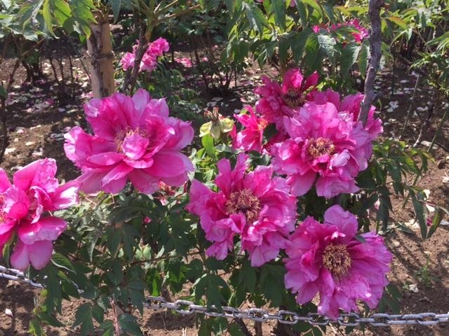 大井戸公園のボタンの写真1