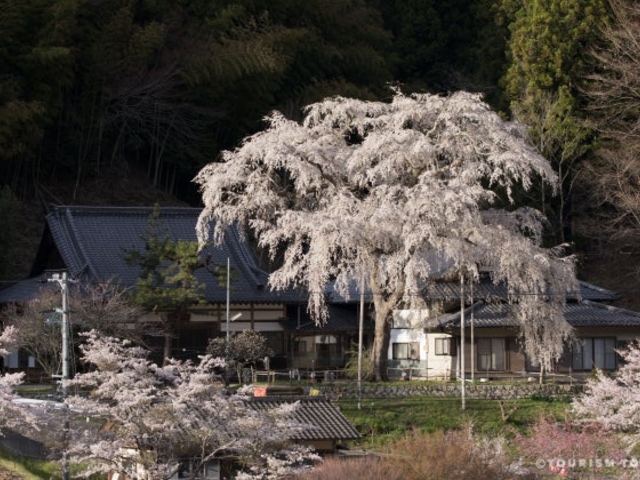 大安寺_大安寺