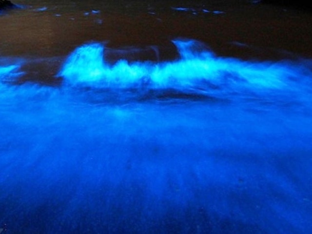 夜光虫を見に行こう!海のオーロラツアーの写真1
