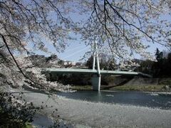 釜の淵公園の桜の写真1
