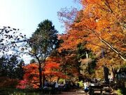 御岳山の紅葉の写真1