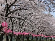 塩田堤の桜の写真2
