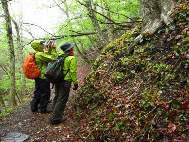 芦生の森ネイチャーガイドトレッキングツアー