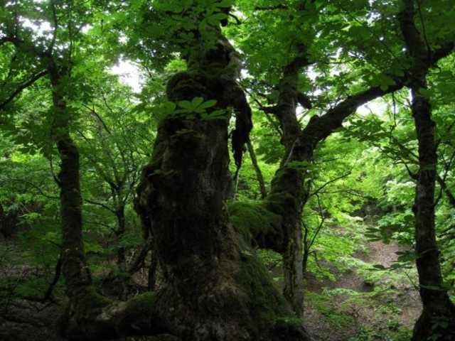 芦生の森ネイチャーガイドトレッキングツアー