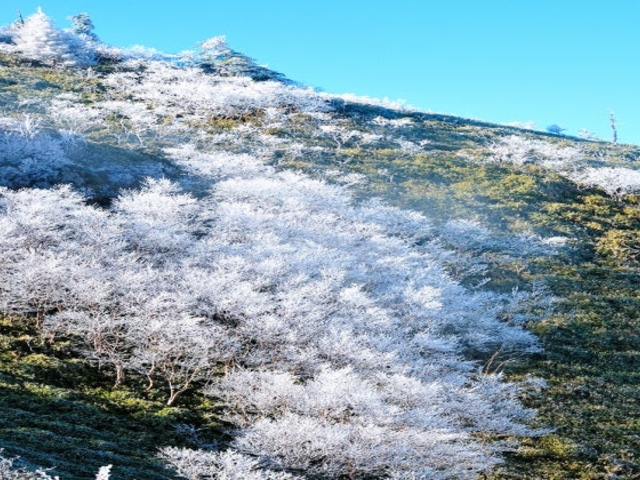 剣山の樹氷の写真1