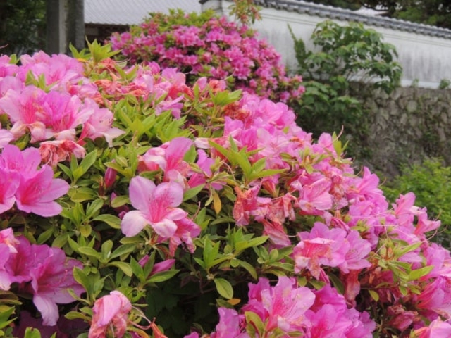 持福院のつつじの写真1