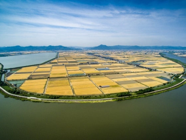 児島湾干拓地のビール麦畑の写真1