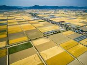 児島湾干拓地のビール麦畑の写真2