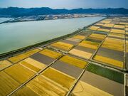 児島湾干拓地のビール麦畑の写真3
