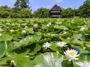 衆楽園(旧津山藩別邸庭園)の写真2