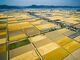 児島湾干拓地のビール麦畑の写真2