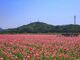 笠岡湾干拓地の花畑の写真3