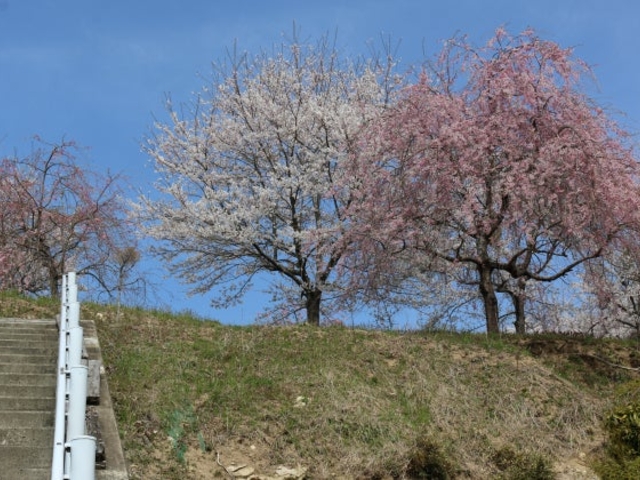 花楯公園_花楯公園