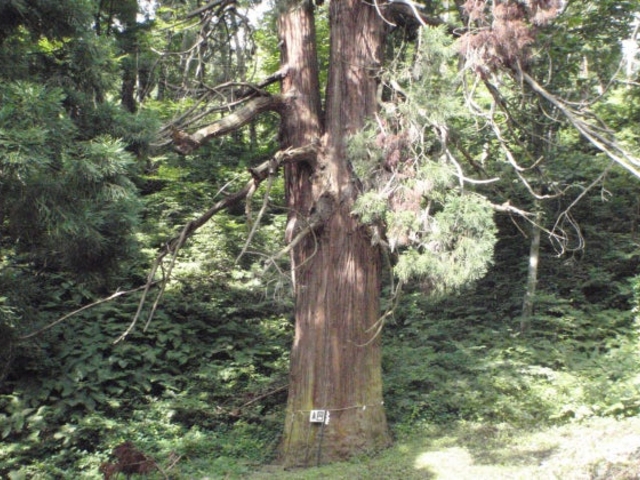 愛宕山の大スギの写真1