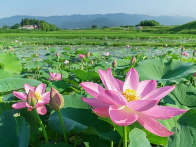 あつかし千年公園