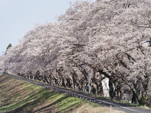 請戸川リバーラインの写真1