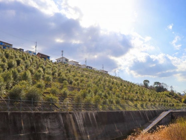 まほろばオリーブ園の写真1
