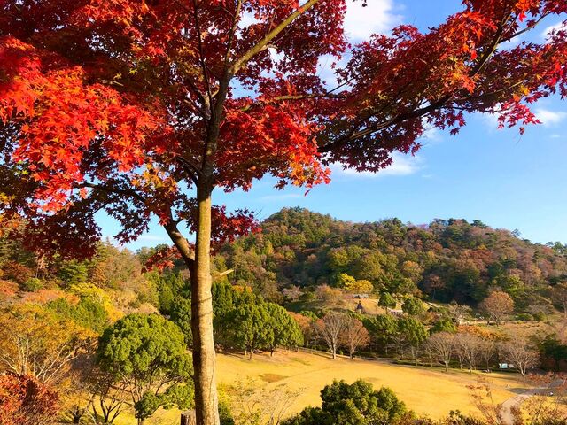 神山森林公園イルローザの森・紅葉の写真1