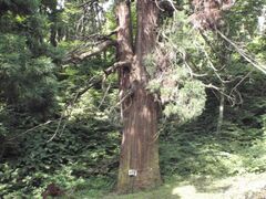 愛宕山の大スギの写真1