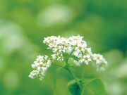 そばロードの写真2